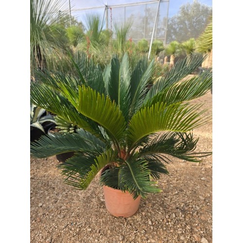 Cycas revoluta 5 lt -5º/-8º